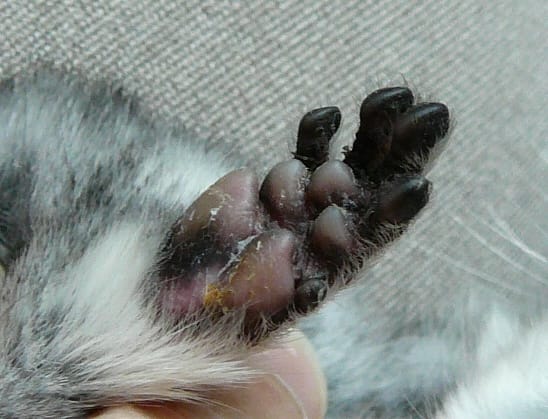 Chinchilla : saviez-vous que...