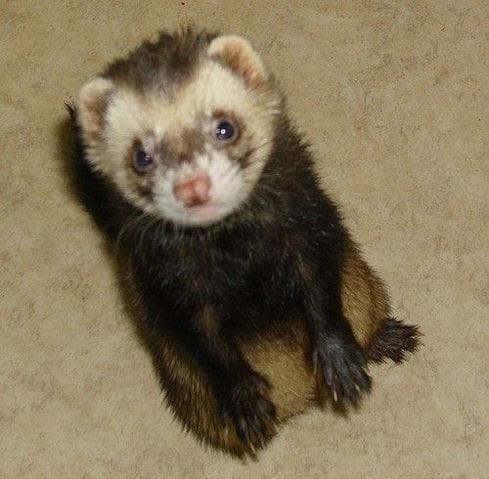 Vos petits animaux en photos :)