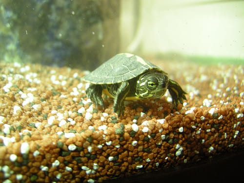Places aux tortues : concours