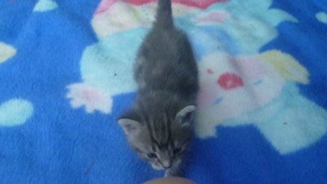 Miss et Mister animaux