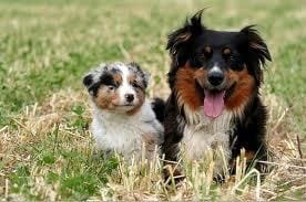 Quel est vautre race de chien préférer et la photo de chien qui vous fait le + pitié?