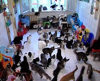 Les chats, les chats et les chats...!
