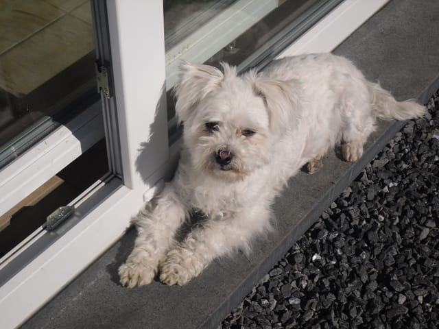 Mon chien Tigrou