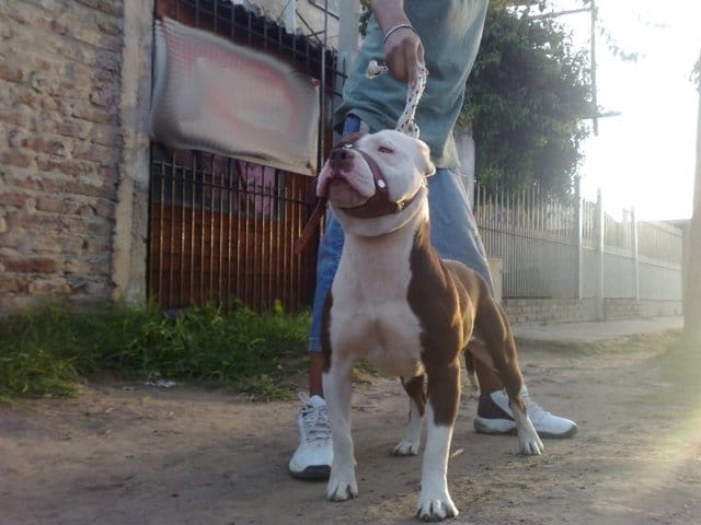 D'où vient Coyote, je sais enfin la vérité !