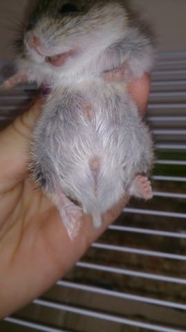 Je cherche le sexe de mon hamster russe !! pouvez vous m'aider ??