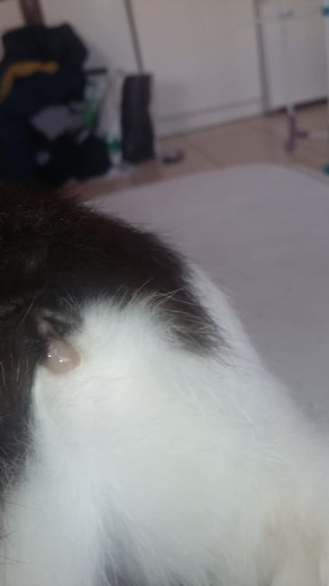 Liquide blanchâtre sure une chatte ?