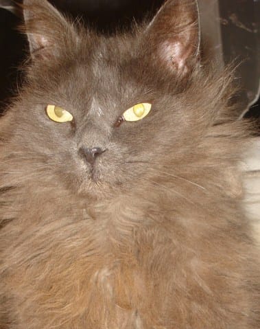 Donne chatte type angora URGENT!