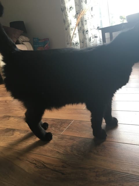 Chat stérilisé enceinte?