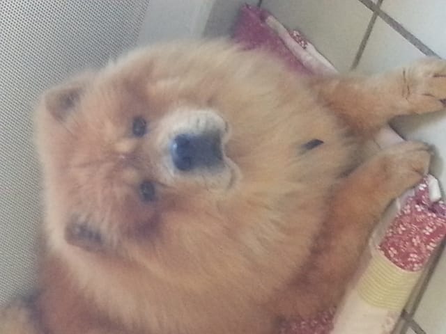 Mon chien, une star !