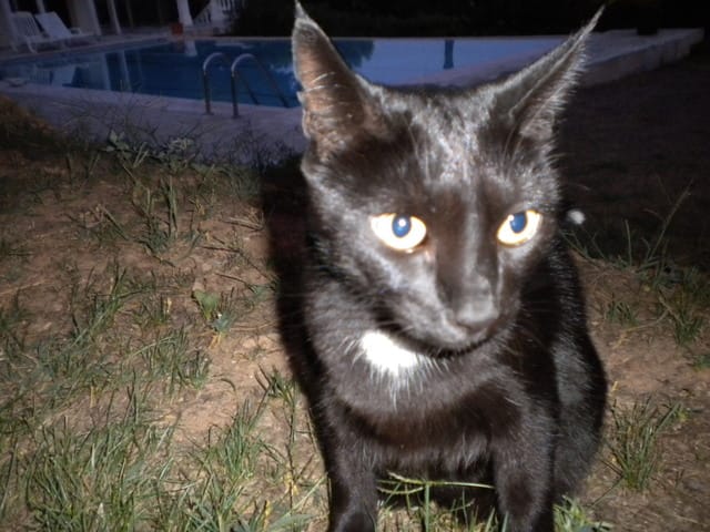 Mon chat fait 6 kilos et demi ... Je n'arrive pas à le faire maigrir 