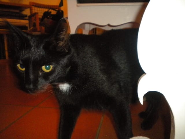 De quelle race sont mes 2 chat 