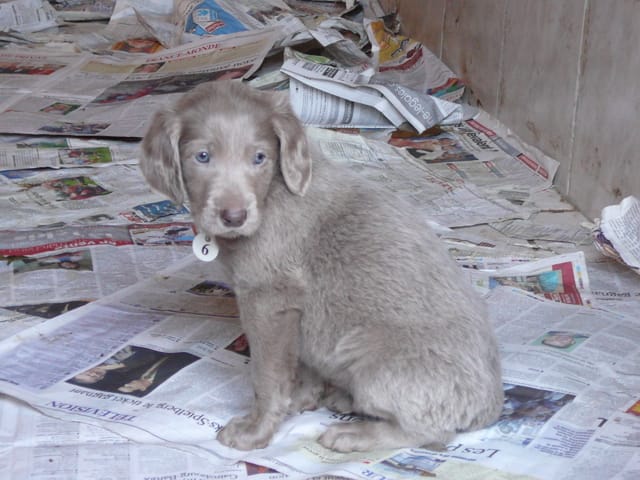 Je vous présente mon petit chiot =D