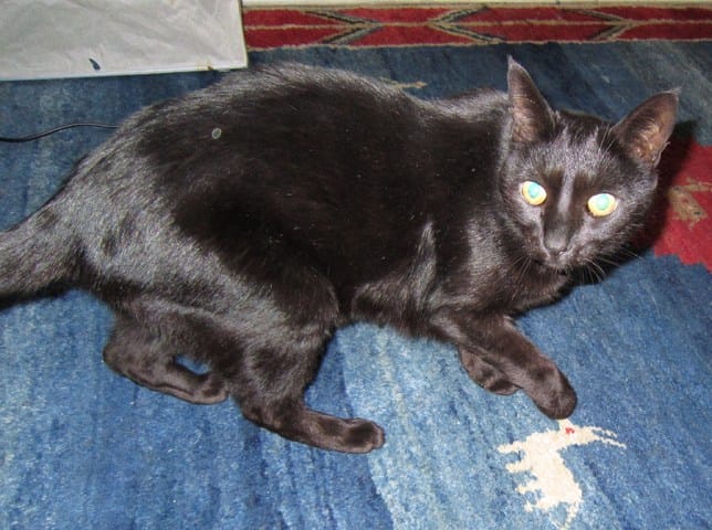 Pinceau, mon chat, boite !