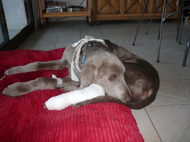 Mon chien Woody a une entorse !