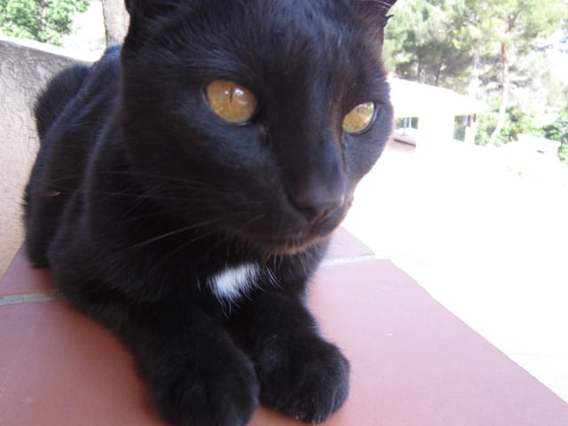 Woody mon chien est vraiment casse-cou...