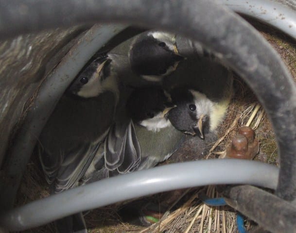Les petites bébêtes de notre jardin ...