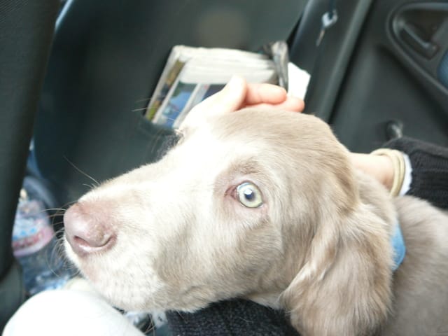 Le comportement en voiture URGENT :)