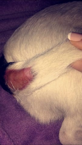 Mon chien se mange la queue (plu de poil)