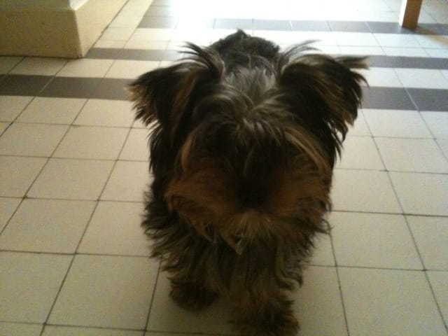 comment la chienne vit la stélérisation? 