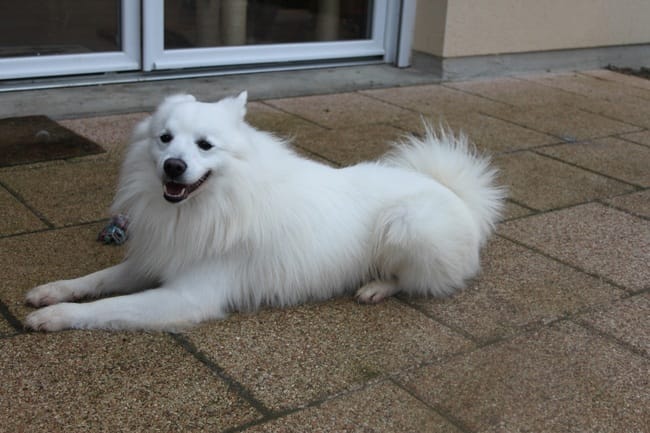 Avis sur mon chien, Race? LOF?