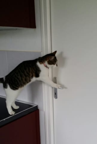 Nos animaux: ces petits malins!