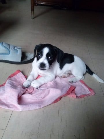 Comment empêché mon chien de mordre les files ?