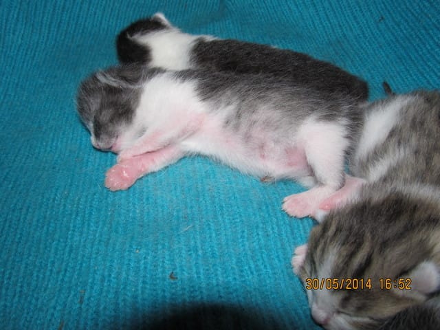 De quel couleur est ce chaton ?