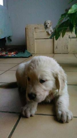 Chien, première sortie et laisse