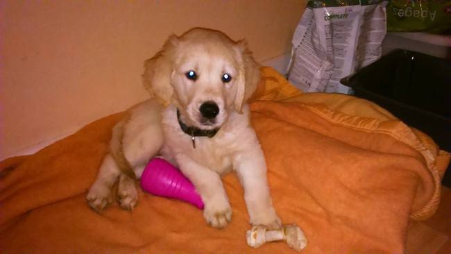 Notre Loulou est arrivé !!