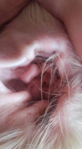 Quel sont les signes d'une otite chez le chien ?