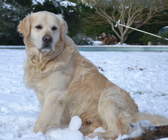 Chien perdu