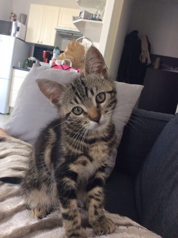 Mon chaton de3 mois trop maigre?