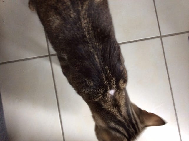 Chaton allergie anesthésie