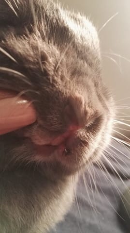 Lapin : infection ou aphte?