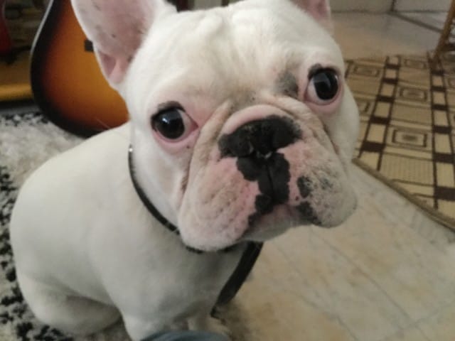 Présentation de mon chien