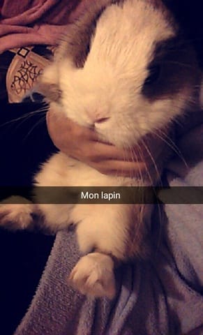 Poids de mon lapin nain