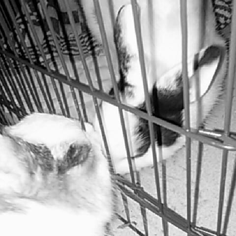 Présenter vos rongeurs et lagomorphe
