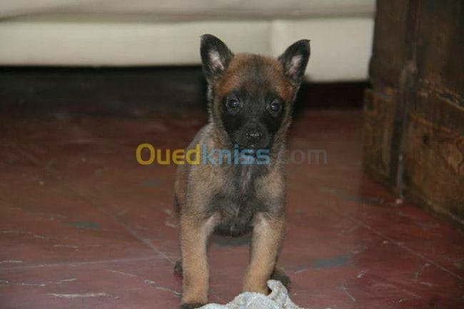 avoir un malinois pour bientot ! conseils !