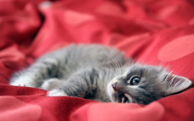 Le prénom de votre/vos chat(s)/chatte(s)