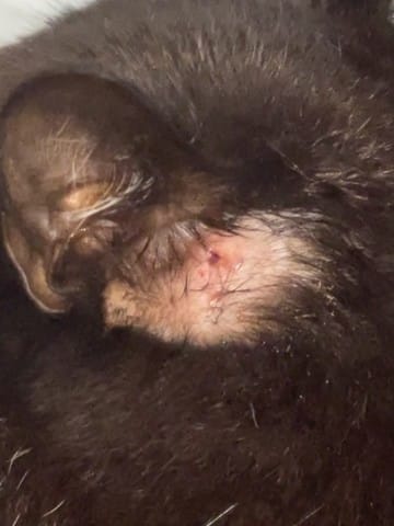 Besoin d’aide mon chat a un trou près de son oreil