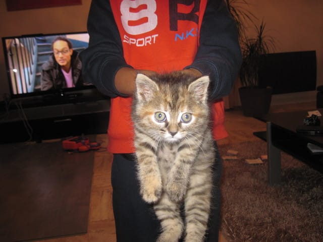 l evolution de vos chats