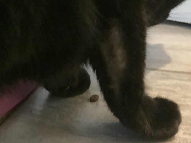 Mon chat s’arrache les poiles