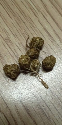 Ma lapine est malade, comment faire ?