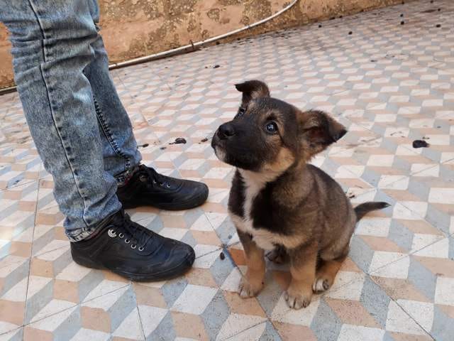 Quel race est se chien?