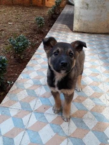 Quel race se petit chiot
