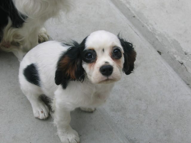 quel moment dois-je attendre pour éduquer un chien ?