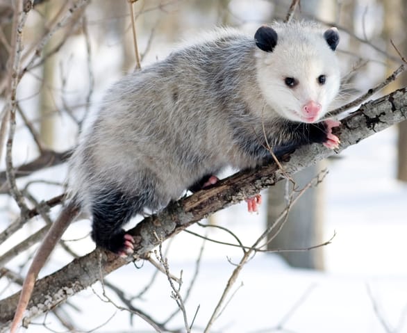 c'est quoi le nom de cet animal???