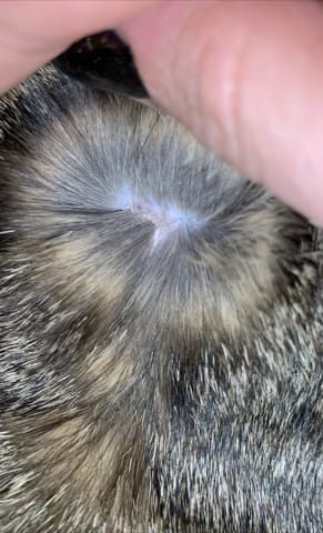 Croûte au niveau de l’épaule avec poil