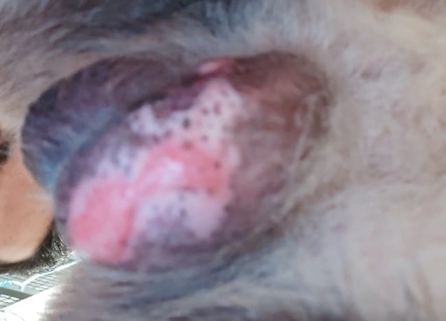 tache sur testicules