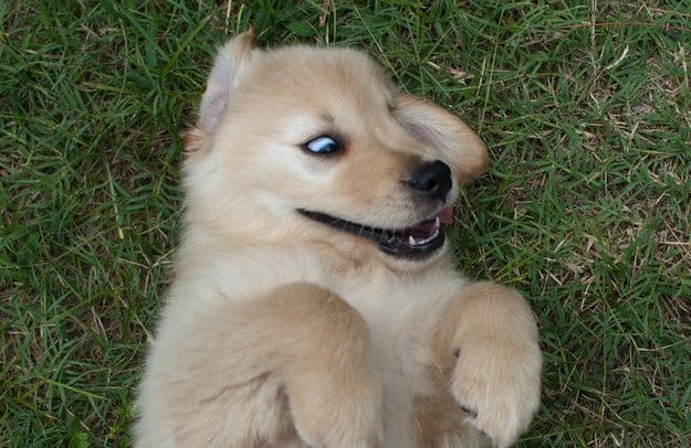 Quelle est cette race de chien ?